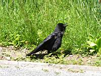 Corbeau noir (Photo F. Mrugala) (2)
